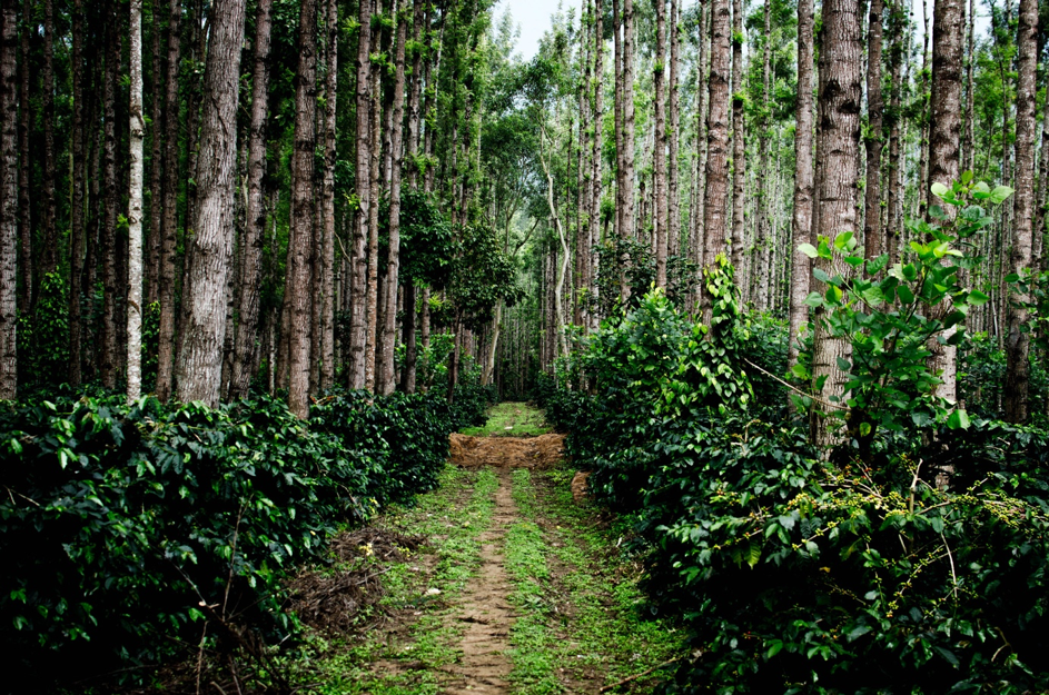 Preservem a Amazônia! 