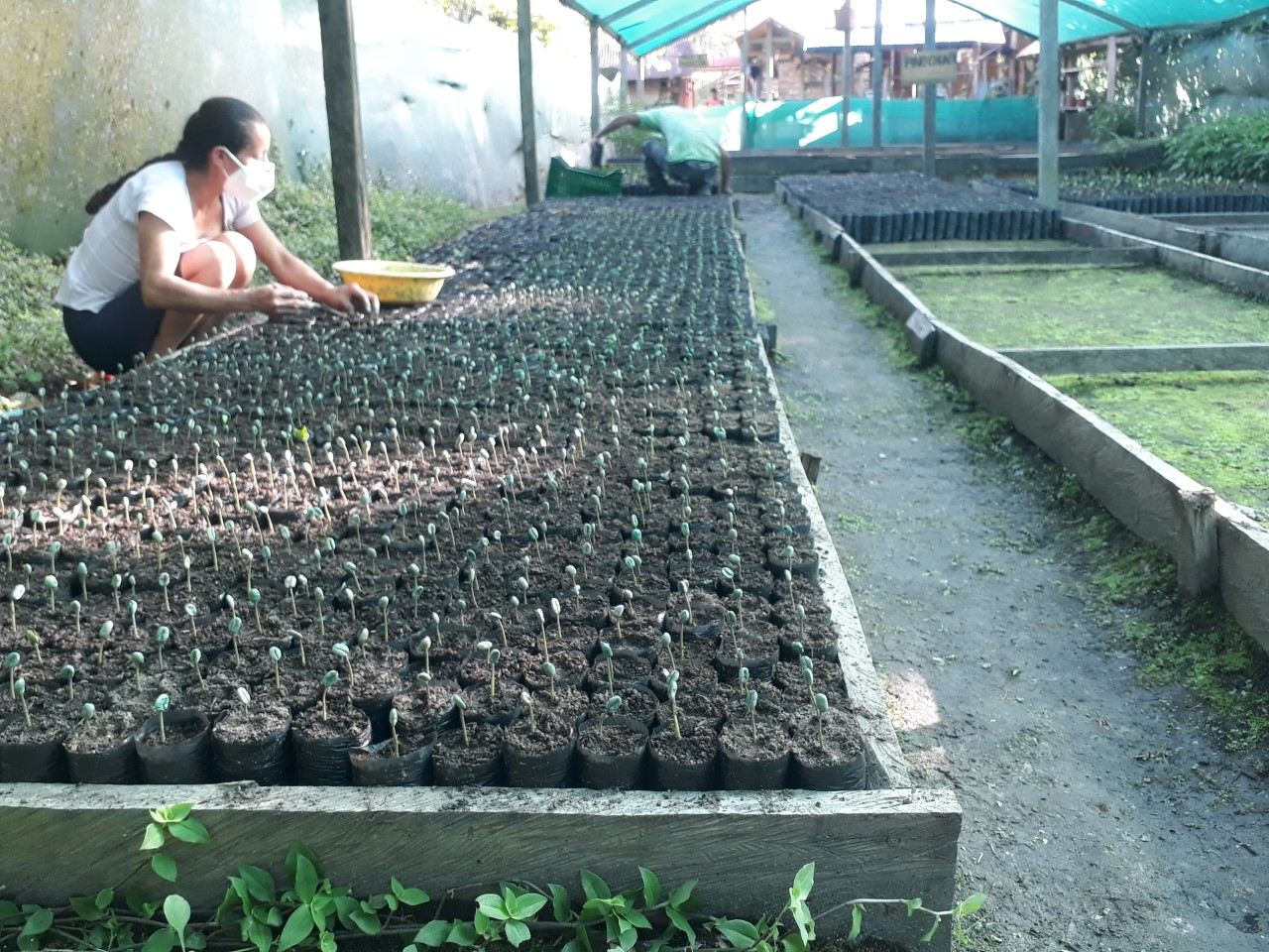 Planting seeds Amazonia